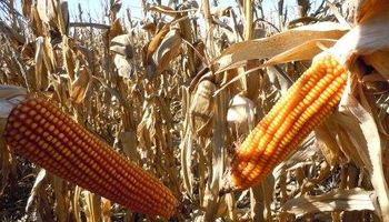Bajos precios del maíz no incentivan ventas