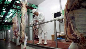 Detectan faena de animales por debajo del peso mínimo