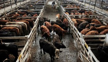 Precios sostenidos en lotes livianos