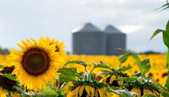 Rematarán el primer lote de girasol de la Campaña 2020/21: cómo participar