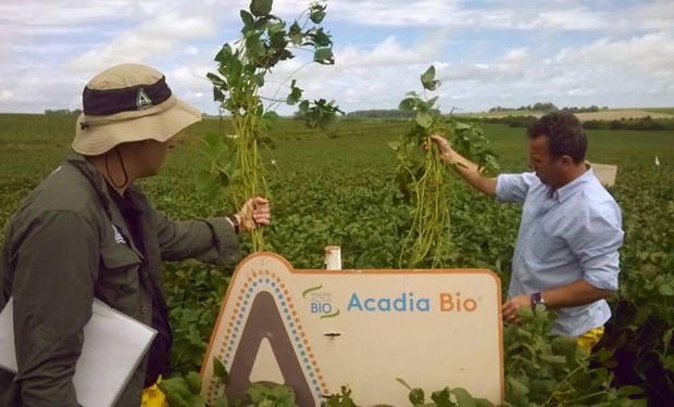 La tecnología Active Bio  trabaja sobre la salud integral de la planta y reduce el impacto del estrés abiótico.