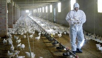 La gripe aviar se expande y se confirmó el primer caso de aves comerciales en Córdoba
