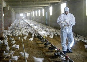 La gripe aviar se expande y se confirmó el primer caso de aves comerciales en Córdoba
