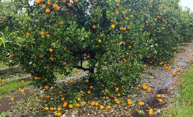 Declaran la emergencia agropecuaria en Entre Ríos para los cítricos