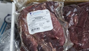 Argentina exporta por primera vez carne de guanaco