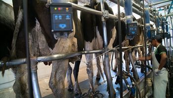 Las exportaciones de lácteos aumentaron 24,3%