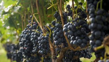 Las exportaciones de vino a granel aumentaron 582,6% 