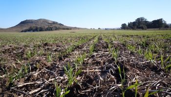 Trigo: el suelo pesa más que la política y hay buena proyección de siembra