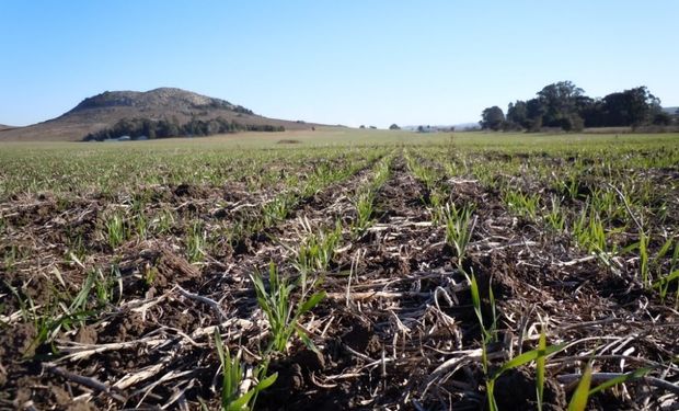 A 20 días de comenzar la siembra, con lluvias recientes y la cosecha en vías de terminar, la demanda de insumos comenzó a tomar fuerza.