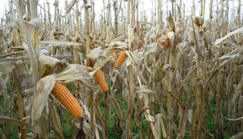 Con buen clima la cosecha de maíz gana ritmo: el rinde medio es de 85,5 qq/Ha