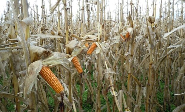 Las buenas condiciones del tiempo relevadas en gran parte del país permitieron un avance en la cosecha de maíz.