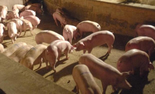 Avanzan en detección de la triquinosis en cerdos vivos