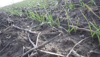 Un 15% del trigo sembrado tiene malas condiciones por la falta de lluvias