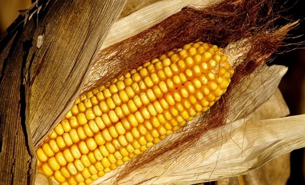 La UE autoriza maíz transgénico