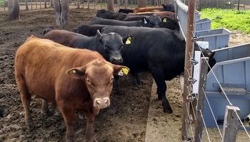 La genética de los toros argentinos se posiciona en el mundo