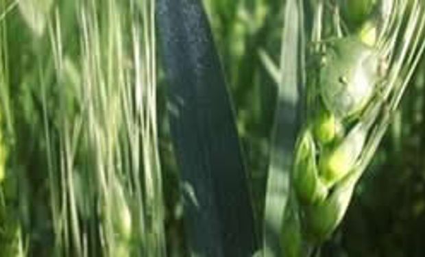 Se registran ataques de chinche verde en cultivos de trigo