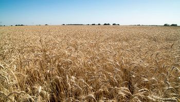 Agroindustria destacó la campaña récord de trigo