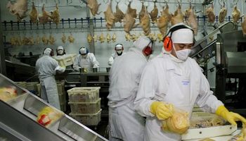 Producción avícola: actualizan requisitos sanitarios para exportar a China