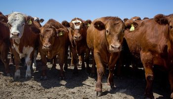 Argentina exportará bovinos a Kazajistán