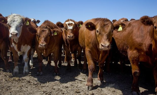 Argentina podrá exportar bovinos procedentes de la zona libre de fiebre aftosa con y sin vacunación.
