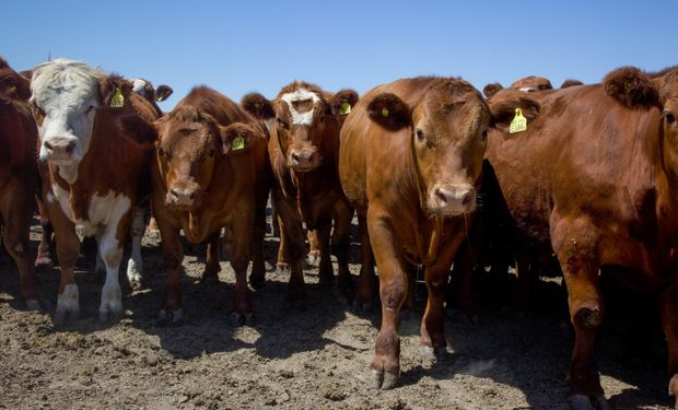 Nación trabaja en créditos a valor producto para la ganadería bovina