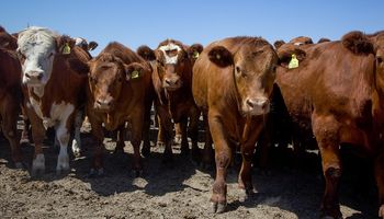 El stock bovino argentino se mantuvo estable en 54 millones de cabezas