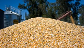Producción récord de maíz: se estiman 59 millones de toneladas, un 64 % más que en la campaña pasada