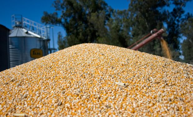 Producción récord de maíz: se estiman 59 millones de toneladas, un 64 % más que en la campaña pasada