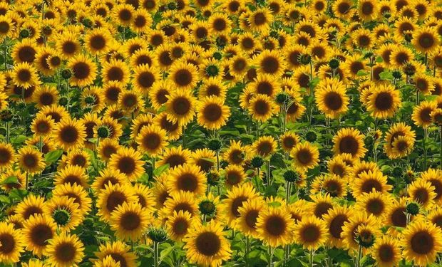 El informe semanal señala que se llevan trilladas 108.500 hectáreas de girasol en el centro norte de Santa Fe.