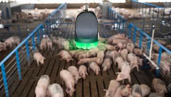 ¿Los cerdos hablan? Un micrófono que los monitorea las 24 horas reveló que sí, lo que ayuda a prevenir enfermedades