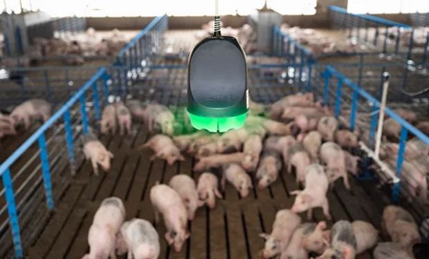 ¿Los cerdos hablan? Un micrófono que los monitorea las 24 horas reveló que sí, lo que ayuda a prevenir enfermedades