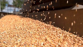 Comercialización de precisión: ¿qué hacemos con el trigo?