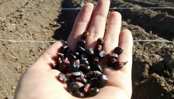 INASE aprobó moragro, el primer maíz morado en el país