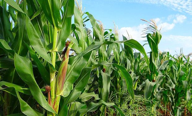 El INTA alertó por el Mal de Río Cuarto y destacó altos niveles de “chicharrita” en el sur de Córdoba