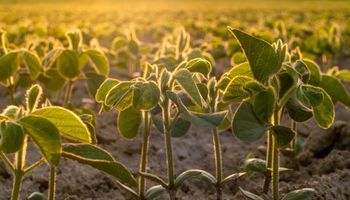 El "guiño oculto" al agro que aparece en el mercado financiero y las opciones para el financiamiento de una campaña particular en el campo