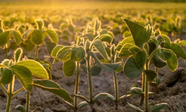 El "guiño oculto" al agro que aparece en el mercado financiero y las opciones para el financiamiento de una campaña particular en el campo