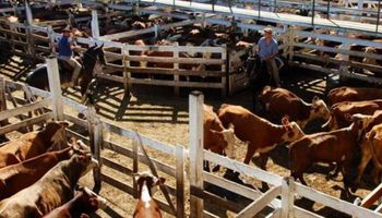 Una demanda selectiva marca el escenario sobre los mercados ganaderos