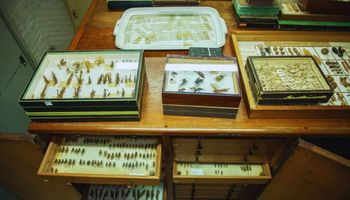 Colección de insectos: el primero es de 1885 y ahora hay 10.000 