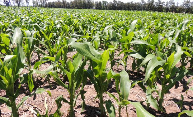 Alarma en Entre Ríos y parte de Corrientes por la falta de lluvias y el déficit hídrico