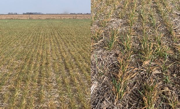 Las heladas y la sequía dañan al trigo y reducen los rendimientos a la mitad en la zona núcleo