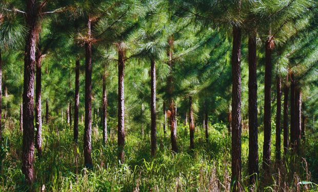 El mundo demanda genética forestal argentina: las semillas se destacan por alto rendimiento y calidad de madera
