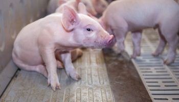 La producción porcina muestra signos de crecimiento: “El cerdo está pasando un buen momento”