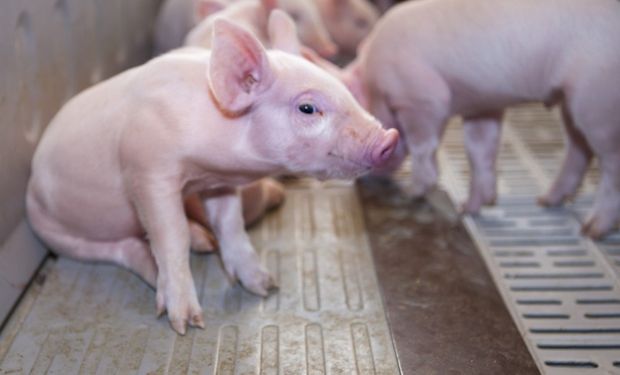 La producción porcina muestra signos de crecimiento: “El cerdo está pasando un buen momento”