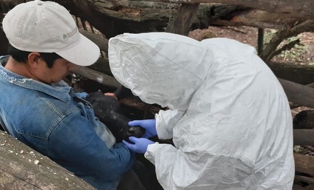 El Senasa descartó un caso sospechoso de fiebre aftosa en Jujuy