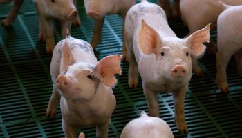 Eficiencia, escala de producción y gestión: los principales desafíos del sector porcino