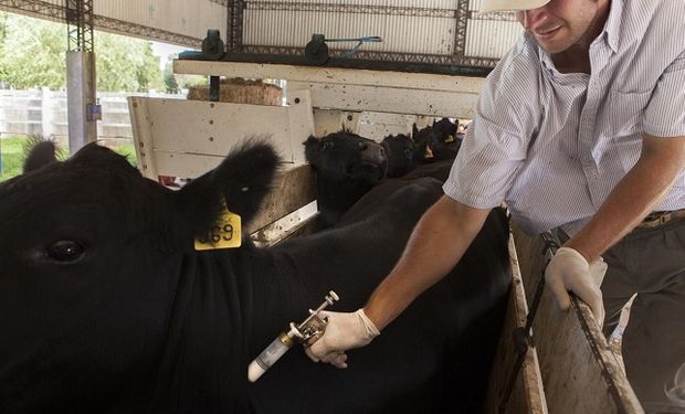 Extienden las fechas de vacunación contra aftosa y brucelosis