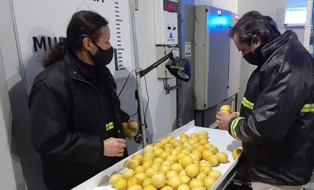 Argentina abrió un nuevo mercado: exporta por primera vez limones a China