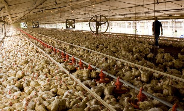 Oportunidad para la exportación de carne aviar: las importaciones globales aumentarían un 10 %