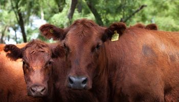 Argentina logró el estatus sanitario más alto en relación a la enfermedad de la vaca loca
