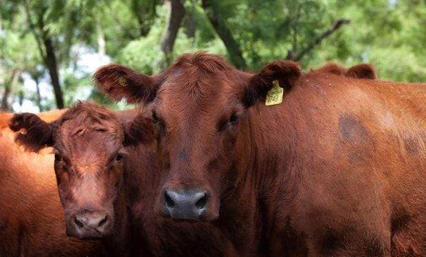 Argentina logró el estatus sanitario más alto en relación a la enfermedad de la vaca loca